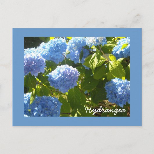 Sonnige Blaue Hortensie Postkarte (Vorderseite)