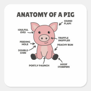 Sonnige Erklärung der Anatomie eines Schweins Quadratischer Aufkleber