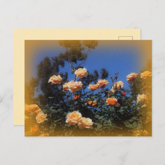 Sonnige Gelbe Rose Postkarte (Vorne/Hinten)