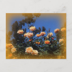 Sonnige Gelbe Rosen Postkarte