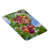 Sonnige Grapevine - Farbenfrohe Trauben Magnet (Rechte Seite)