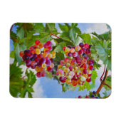 Sonnige Grapevine - Farbenfrohe Trauben Magnet (Horizontal)