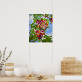 Sonnige Grapevine - Farbenfrohe Trauben Poster (Küche)