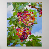 Sonnige Grapevine - Farbenfrohe Trauben Poster (Vorne)