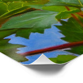 Sonnige Grapevine - Farbenfrohe Trauben Poster (Ecke)