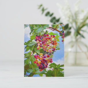 Sonnige Grapevine - Farbenfrohe Trauben Postkarte