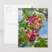 Sonnige Grapevine - Farbenfrohe Trauben Postkarte (Vorne/Hinten)