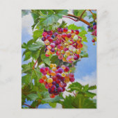 Sonnige Grapevine - Farbenfrohe Trauben Postkarte (Vorderseite)