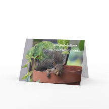 Sonnige Rentenkarte, Eichhörnchen in Planter