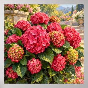 Sonnige rosa Hortensien in einem eleganten Garten Poster
