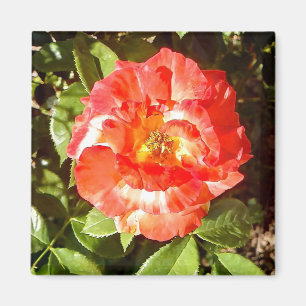 Sonnige Rose....... Magnet