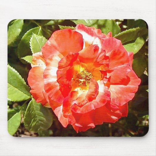 Sonnige Rose....... Mousepad (Vorne)