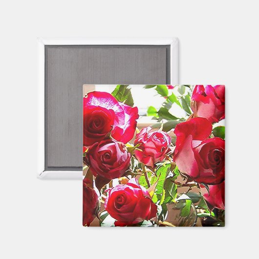 Sonnige Rose Platz Magnet (Vorderseite/Rückseite)