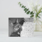 Sonnige Schlafkatze im Bett Postkarte (Stehend Vorderseite)