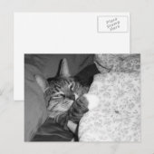 Sonnige Schlafkatze im Bett Postkarte (Vorne/Hinten)