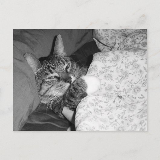 Sonnige Schlafkatze im Bett Postkarte (Vorderseite)