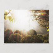 Sonnige serene Waldwiese Postkarte (Vorderseite)