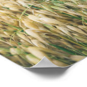 Sonnige Sommerfelder Poster (Ecke)