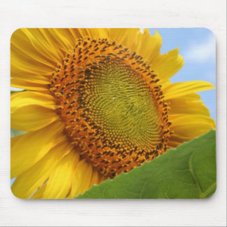 Sonnige Sonnenblume Mousepad
