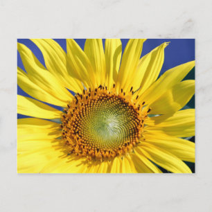 Sonnige Sonnenblume Postkarte