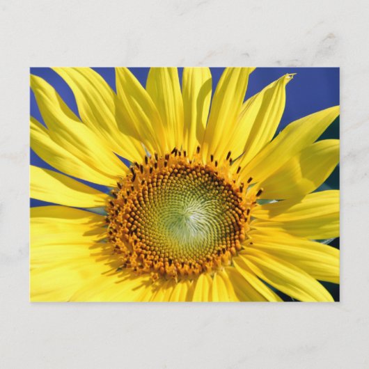 Sonnige Sonnenblume Postkarte (Vorderseite)