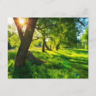 Sonnige Waldwiese Postkarte