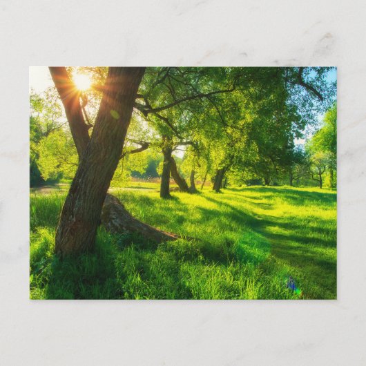 Sonnige Waldwiese Postkarte (Vorderseite)