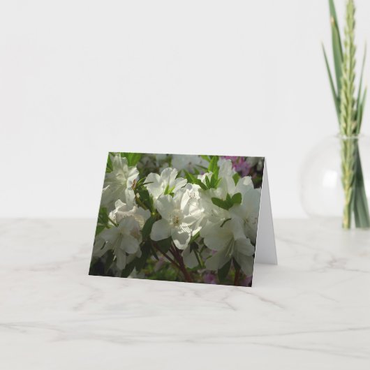 Sonnige weiße Azaleen schöne Frühlingsblumen (Vorderseite)