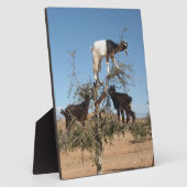 Sonnige Ziegen im Baum Fotoplatte (Seite)