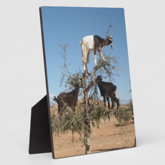 Sonnige Ziegen im Baum Fotoplatte (Seite)