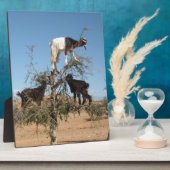 Sonnige Ziegen im Baum Fotoplatte (Seite)