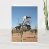 Sonnige Ziegen im Baum Karte (Rückseite)