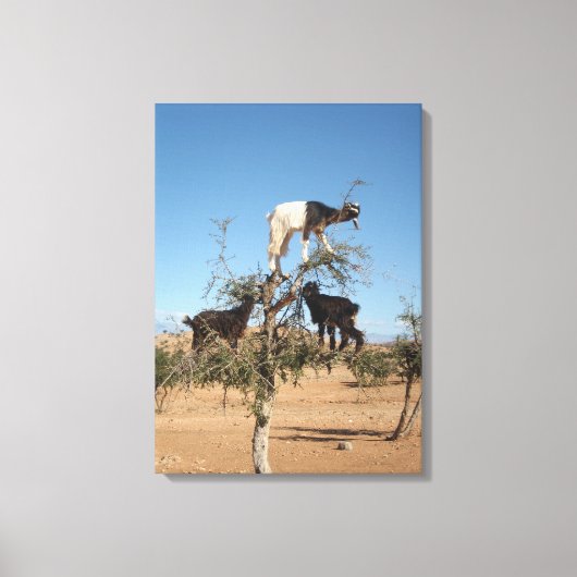 Sonnige Ziegen im Baum Leinwanddruck (Vorderseite)