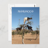 Sonnige Ziegen im Baum Postkarte (Vorne/Hinten)