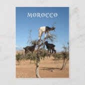 Sonnige Ziegen im Baum Postkarte (Vorderseite)