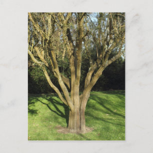 Sonniger Baum Postkarte