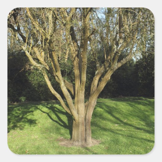 Sonniger Baum Quadratischer Aufkleber (Vorderseite)