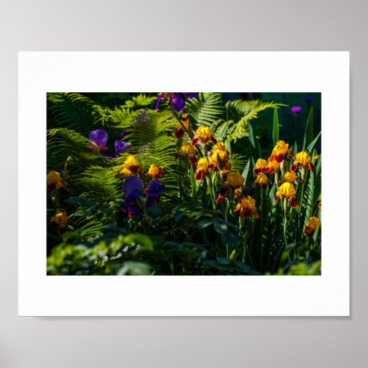 Sonniger Garten Blume Iris Nature Poster (Vorne)