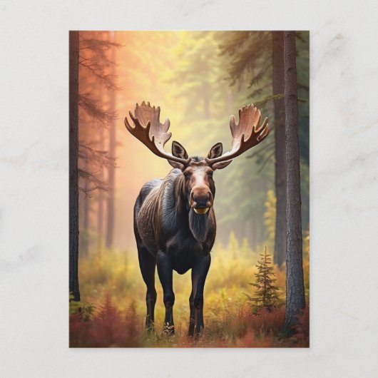 *~* Sonniger Golden AP49 MOOSE Naturwald Postkarte (Vorderseite)