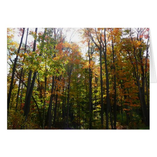 Sonniger Herbstwald - Herbstlandschaft (Vorderseite (Horizontal))