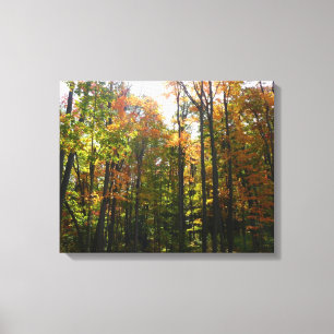 Sonniger Herbstwald Herbstlandschaft Leinwanddruck