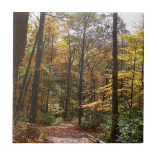 Sonniger Herbstweg im Laurel Hill State Park Fliese