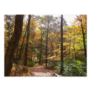 Sonniger Herbstweg im Laurel Hill State Park Fotodruck