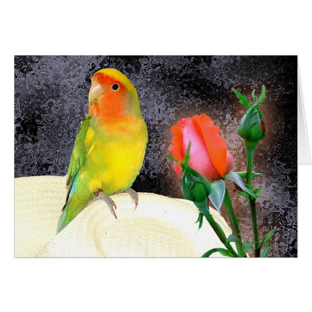 Sonniger Lovebird (Vorderseite (Horizontal))