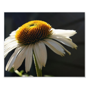 Sonniger photographischer Druck des
