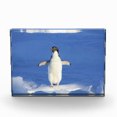 Sonniger Pinguin auf Eis-Foto Fotoblock (Vorderseite)