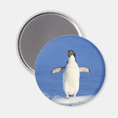 Sonniger Pinguin auf Eis-Foto Magnet (Vorderseite/Rückseite)