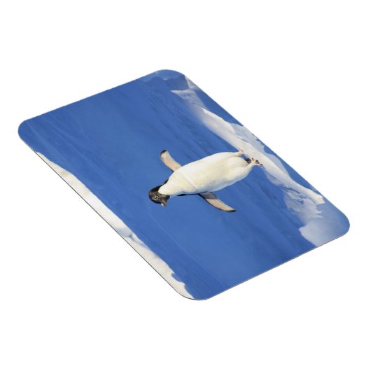 Sonniger Pinguin auf Eis-Foto Magnet (Rechte Seite)