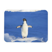 Sonniger Pinguin auf Eis-Foto Magnet (Horizontal)