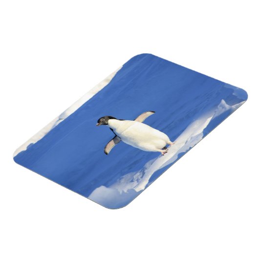 Sonniger Pinguin auf Eis-Foto Magnet (Linke Seite)